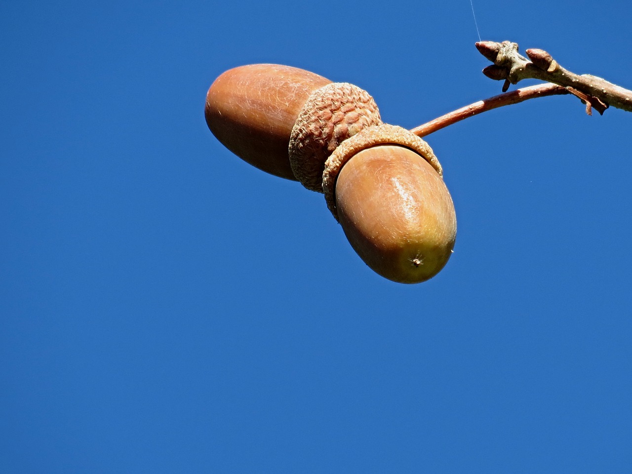 acorns oak fruit free photo