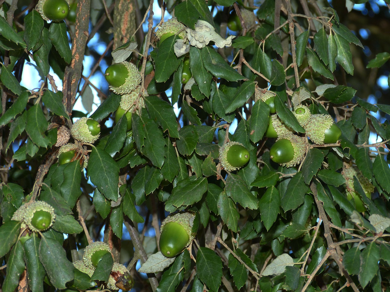 acorns tree forest free photo