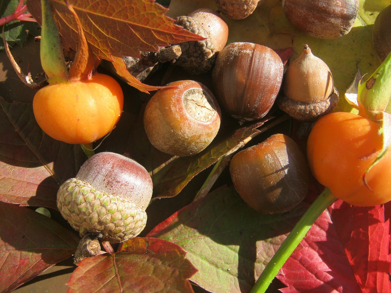 acorns fruits brown free photo