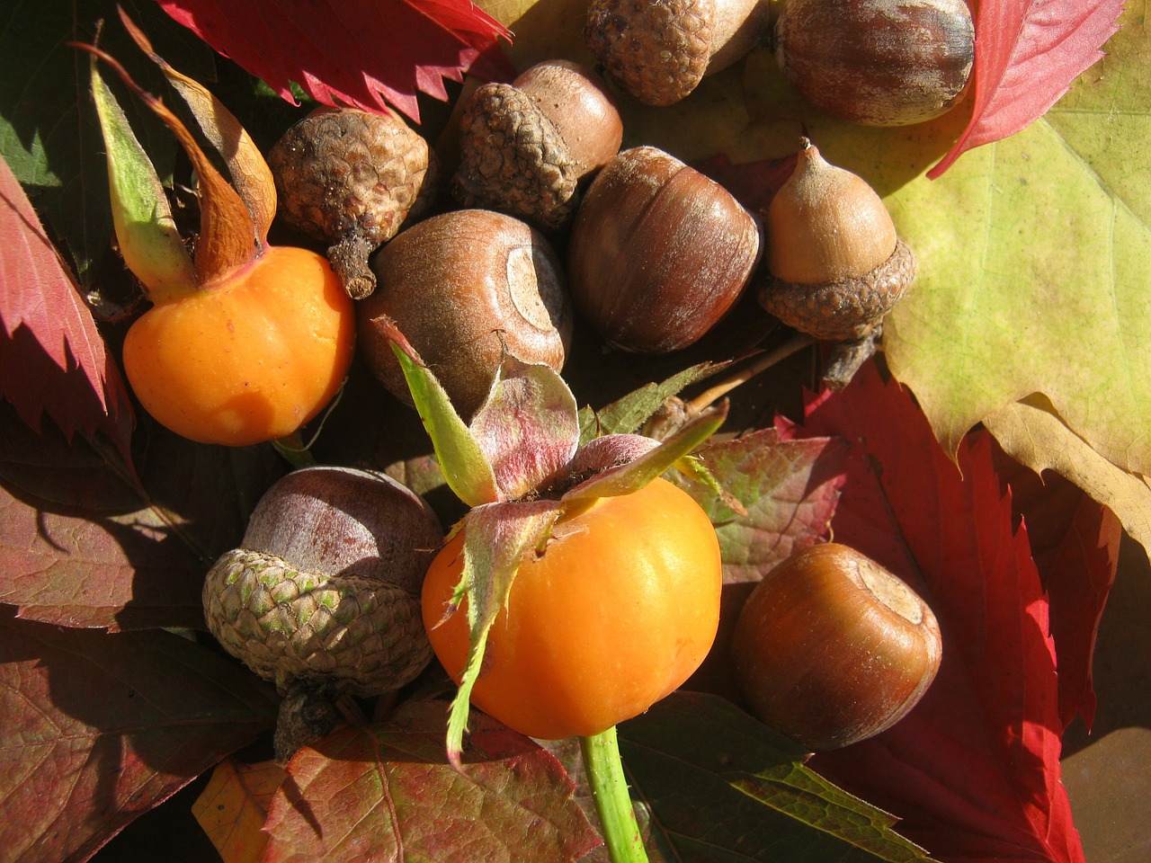 acorns fruits brown free photo