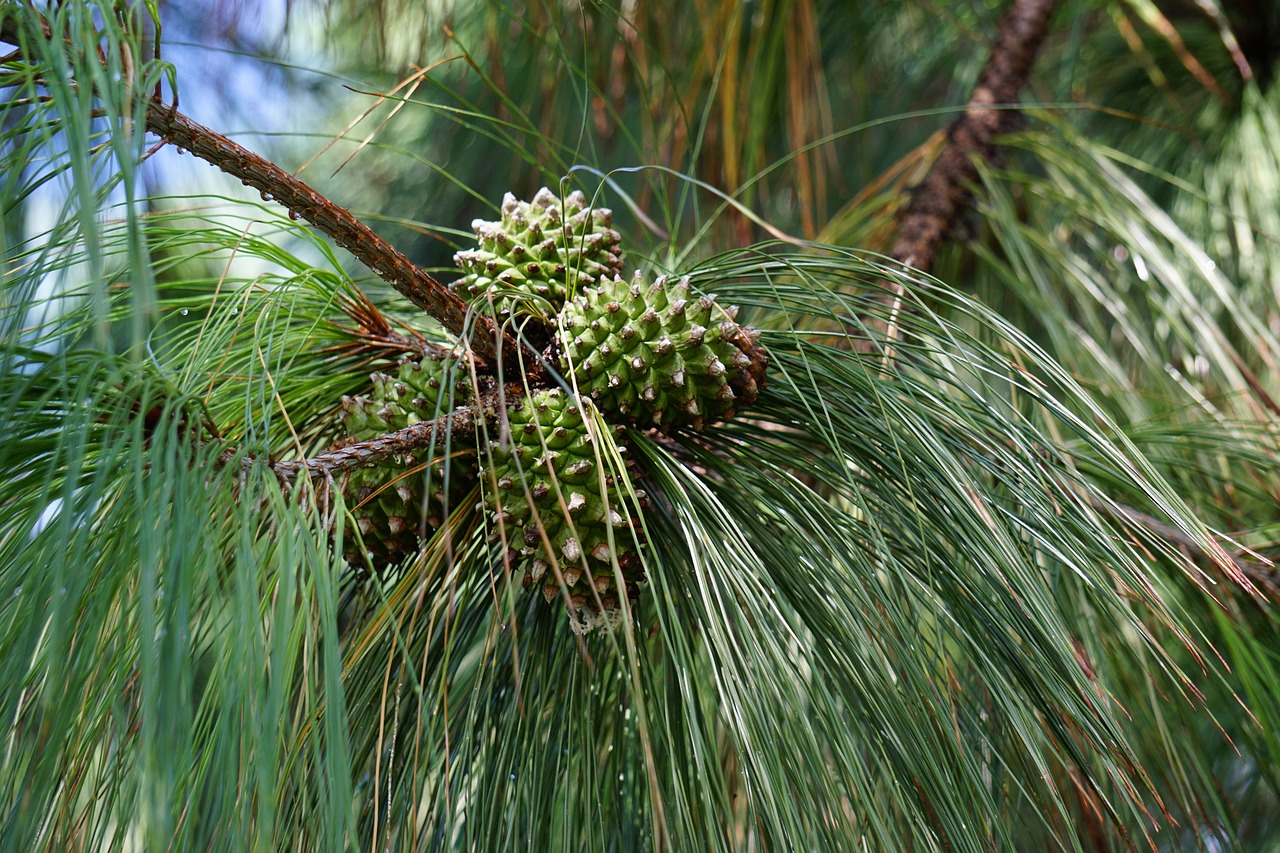 acorns pine acorn free photo