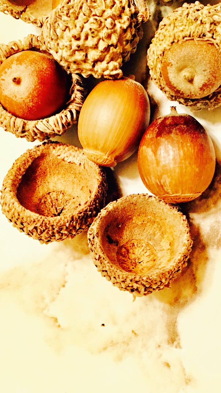 acorns seeds groceries free photo