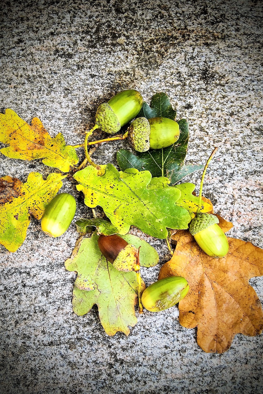 acorns oak oak leaves free photo