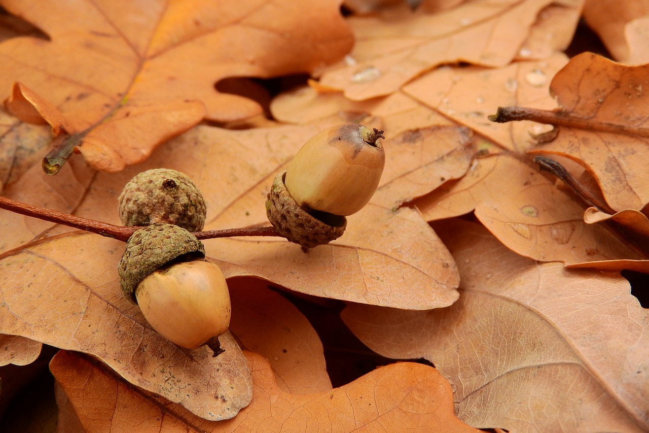 acorns acorn autumn leaves free photo