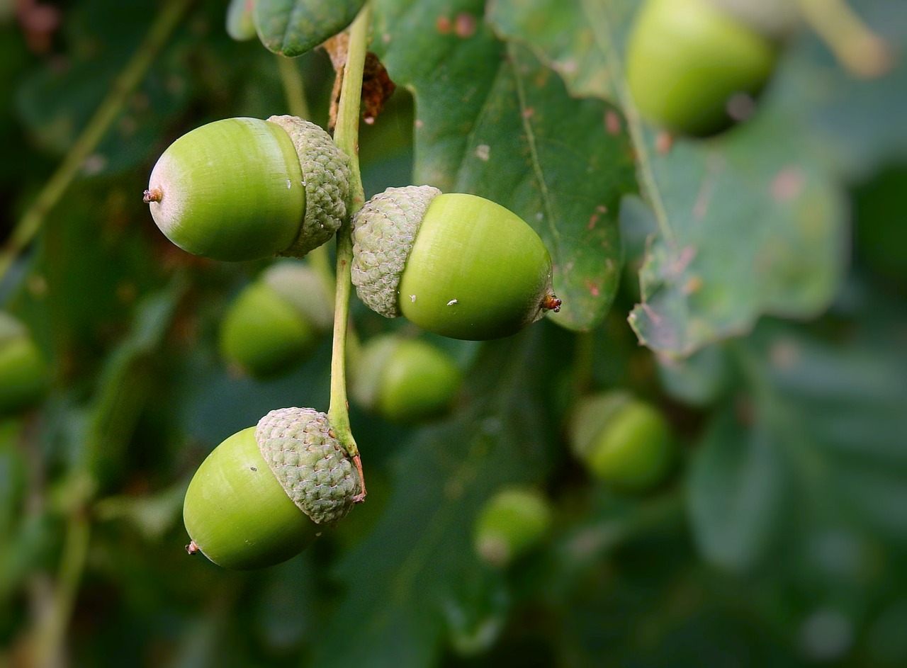 acorns  tree  oak free photo