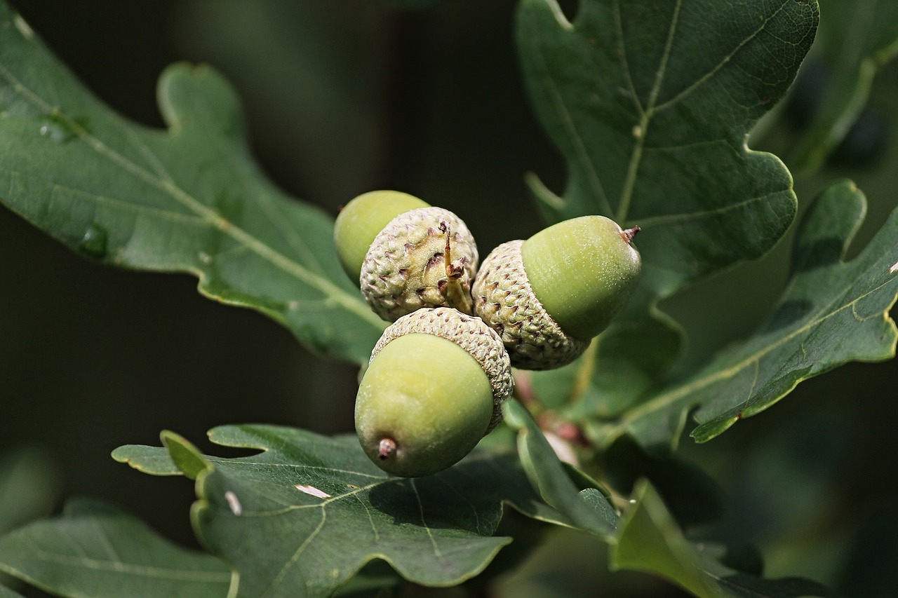 acorns  acorn  oak leaves free photo