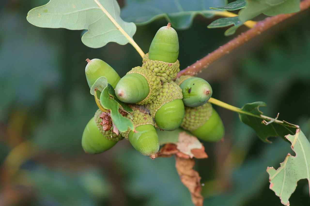 acorns  acorn  oak leaves free photo