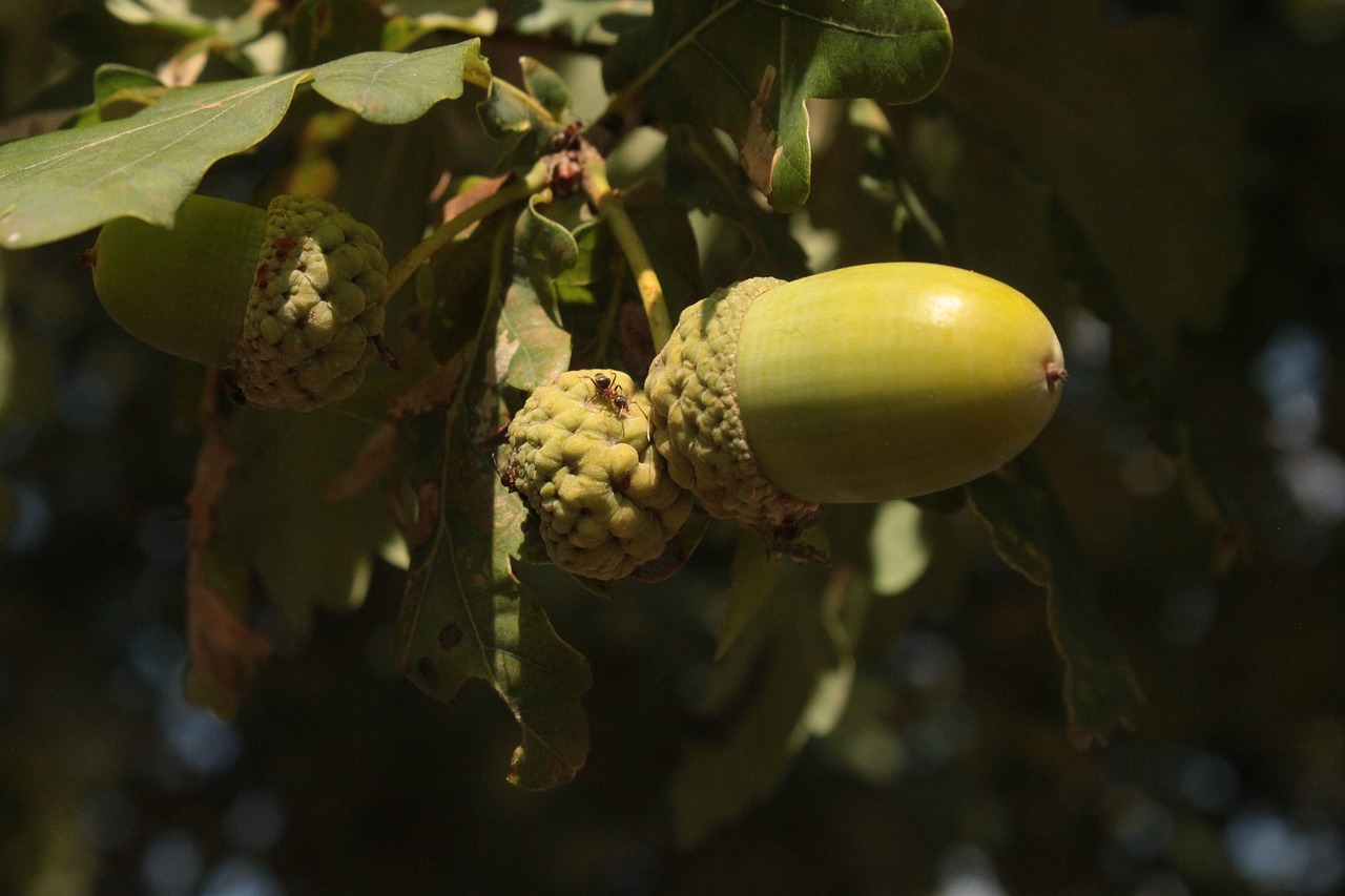 acorns  oak  summer free photo