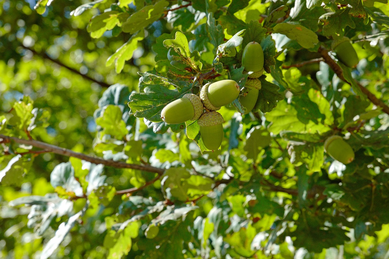 acorns  acorn  nature free photo