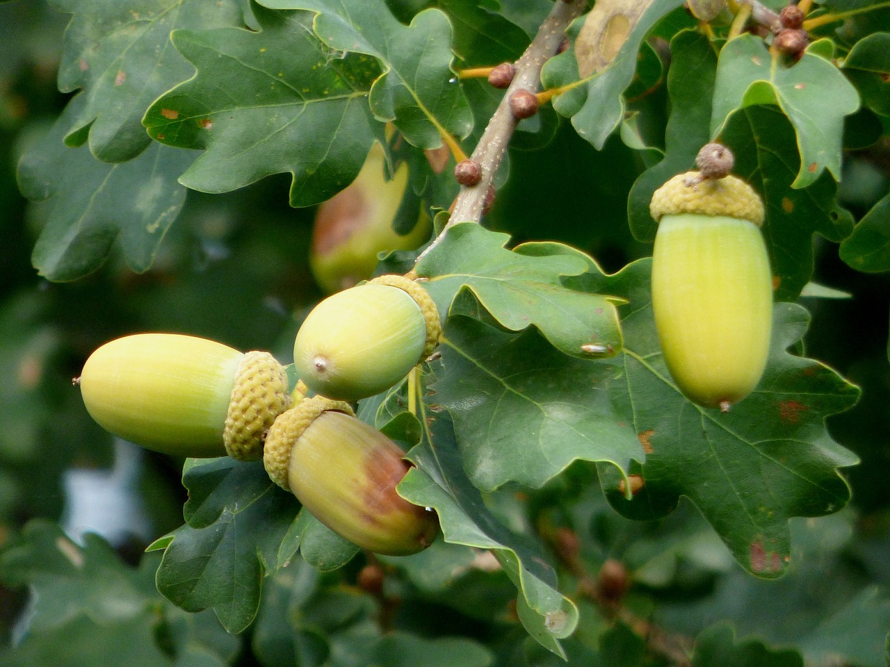acorns  oak  nature free photo