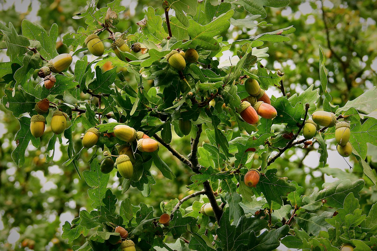 acorns  mature  tree free photo
