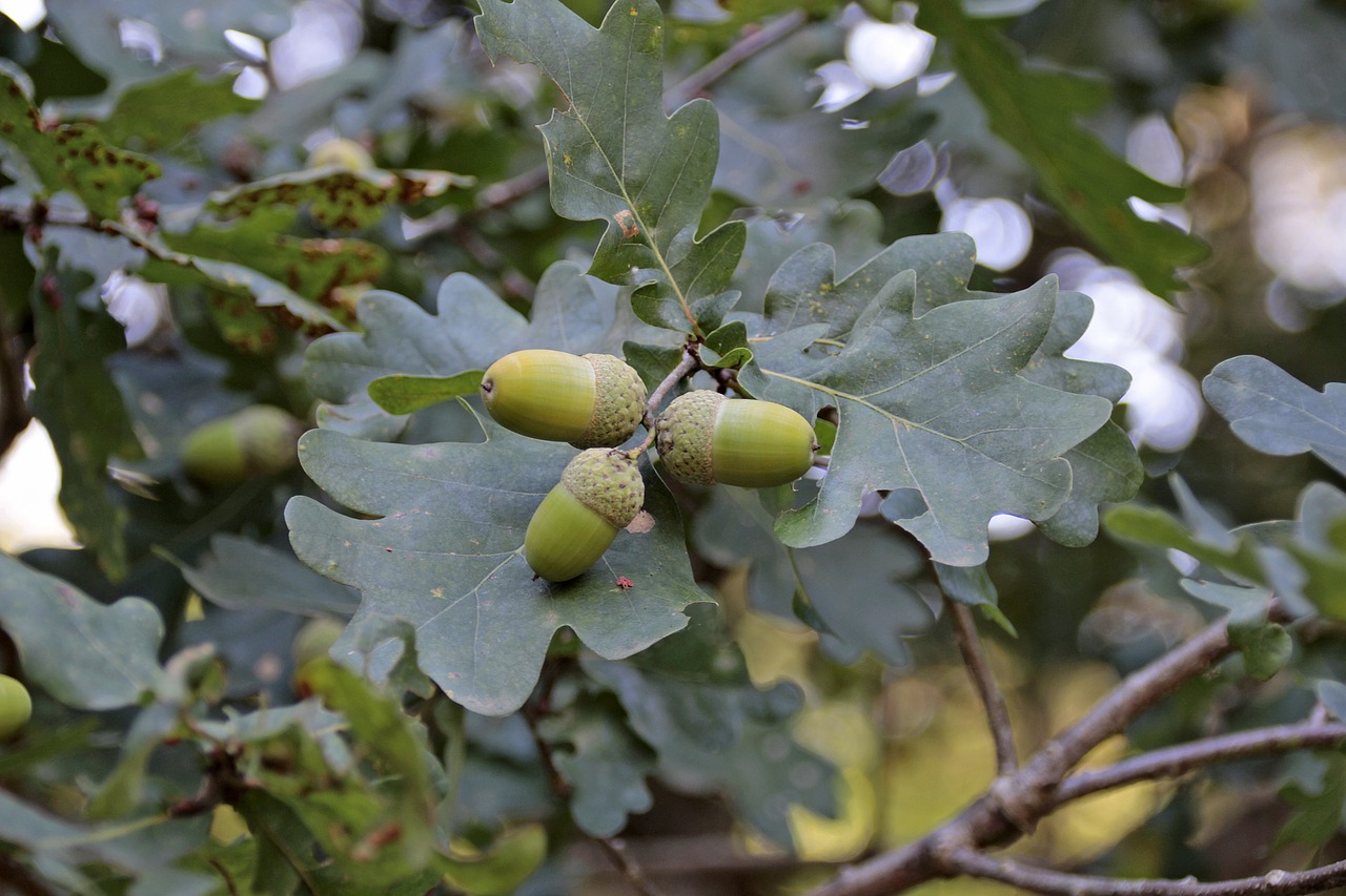 acorns  tree  fruit free photo