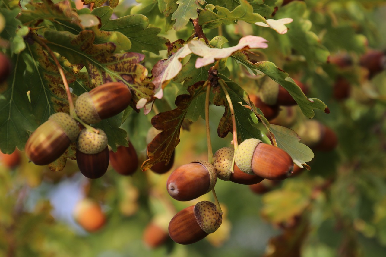acorns  oak  foliage free photo