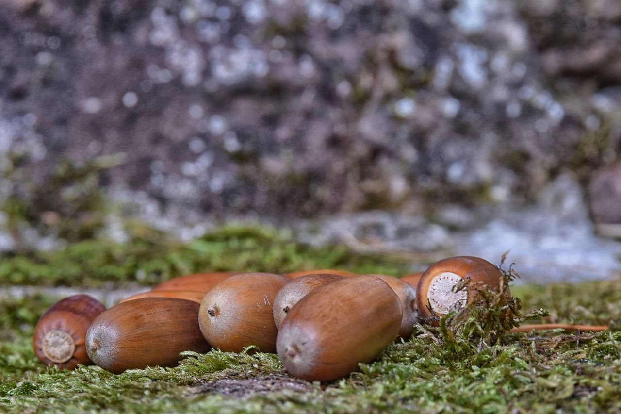 acorns  autumn  nature free photo