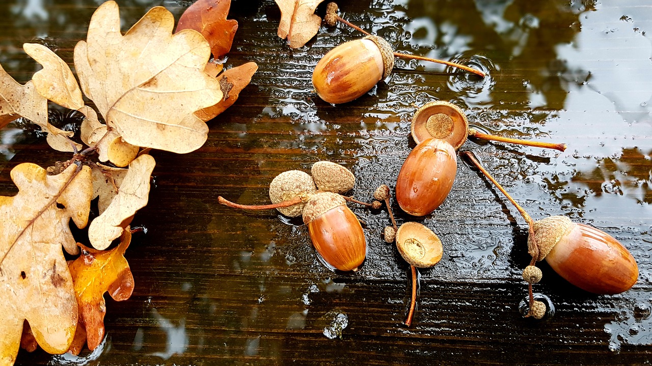 acorns  leaves  autumn free photo