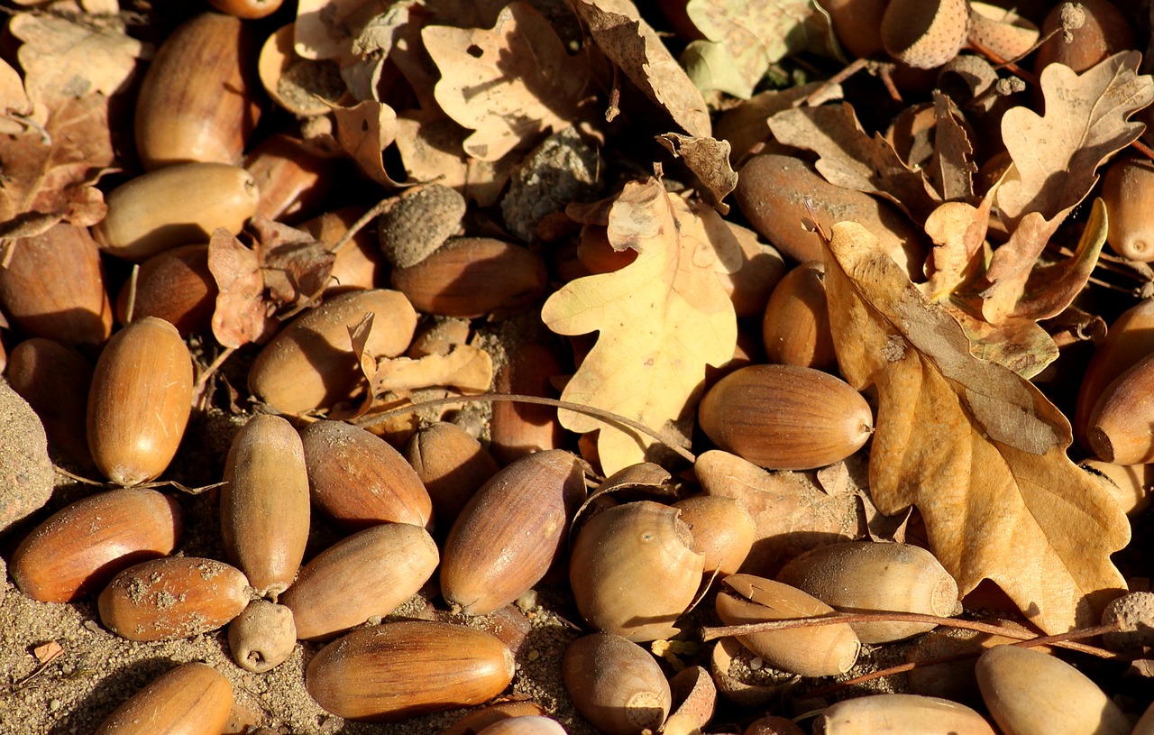 acorns  the fruit of the oak  autumn free photo