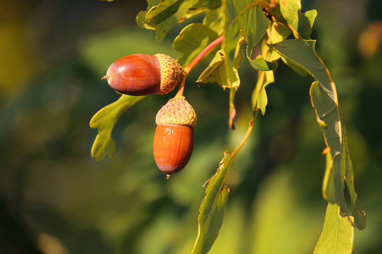 acorns  acorn  oak leaves free photo