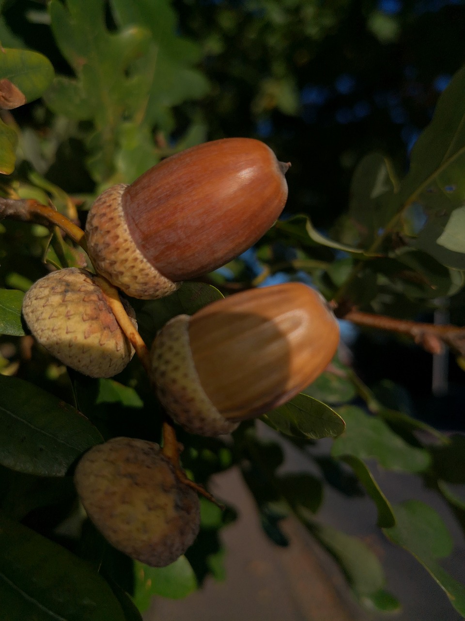 acorns  oak  nature free photo