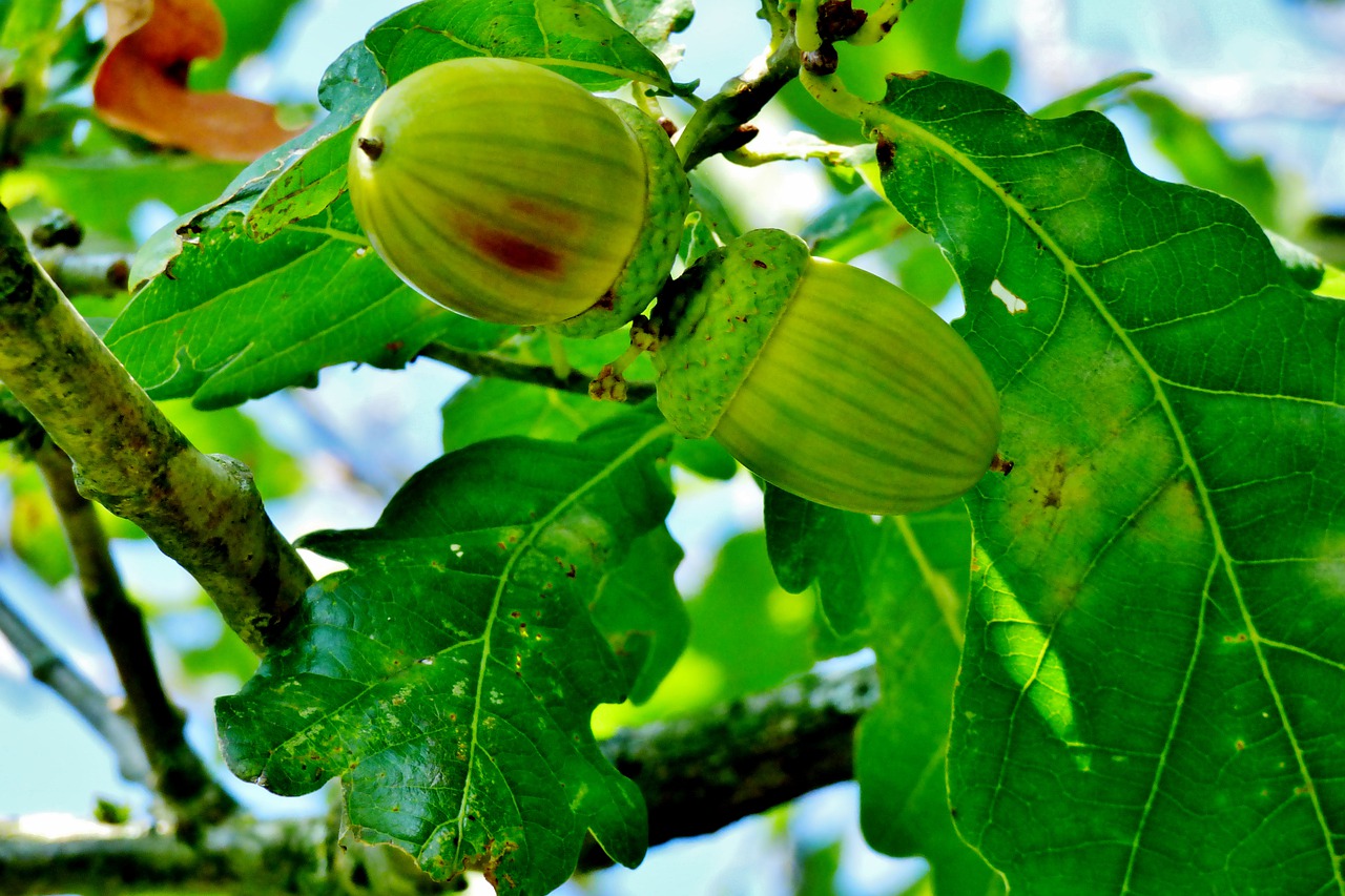 acorns  oak  autumn free photo