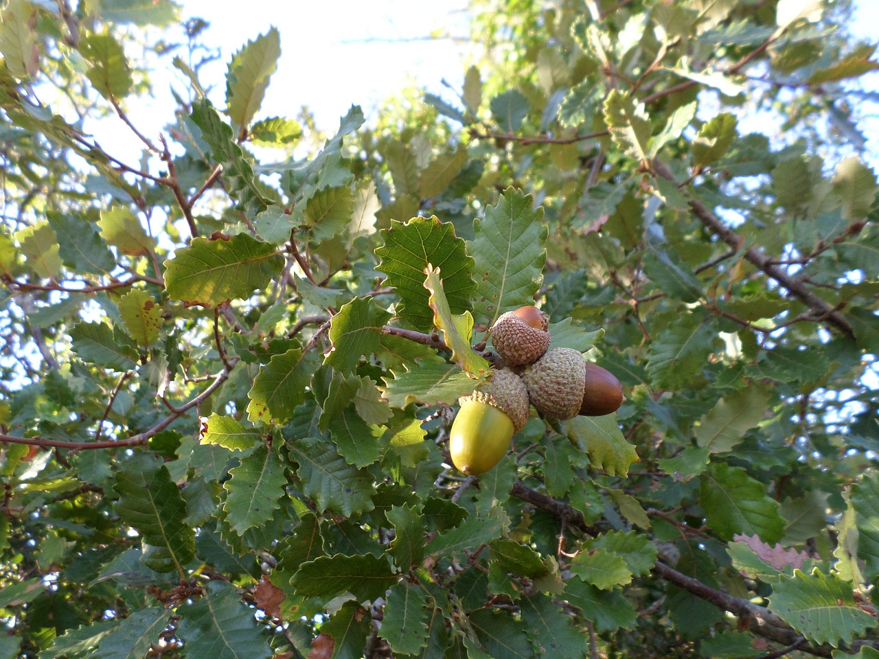 acorns tree field free photo