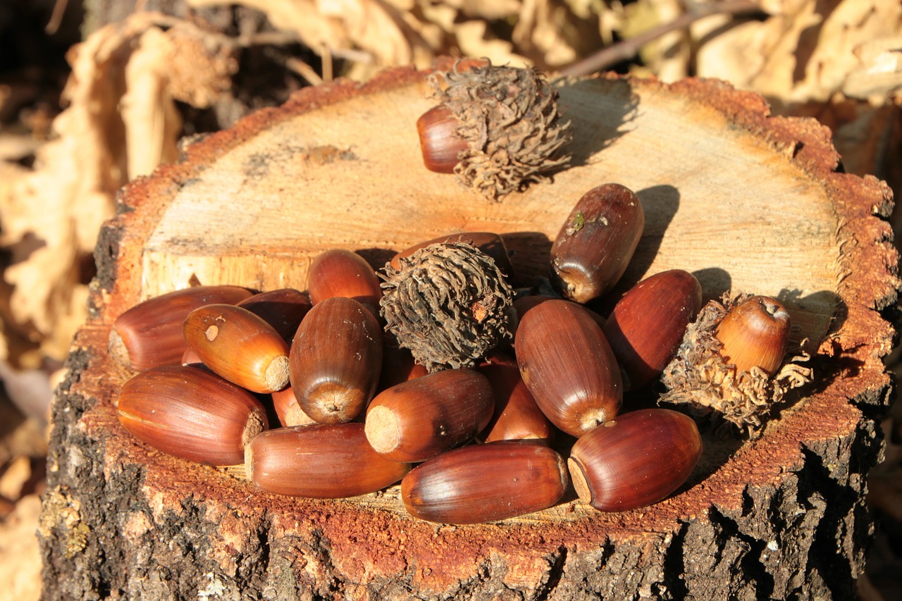 acorns fall nut free photo