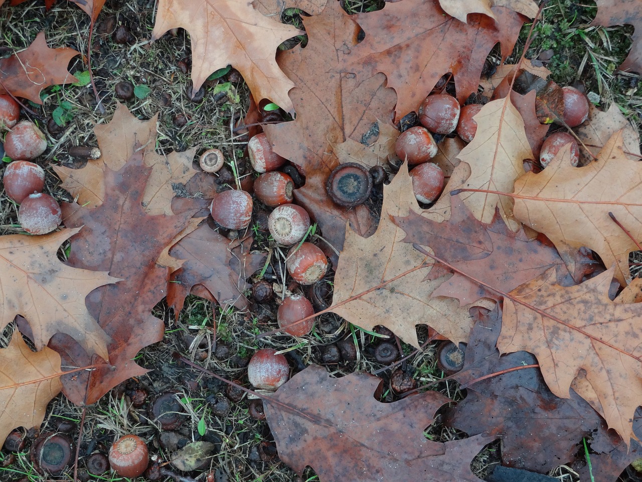 acorns autumn oak free photo