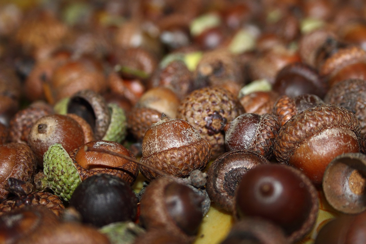 acorns fruits autumn free photo