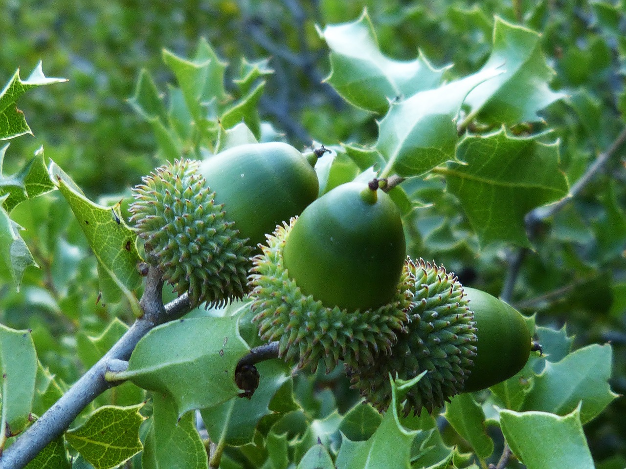 acorns encina green free photo