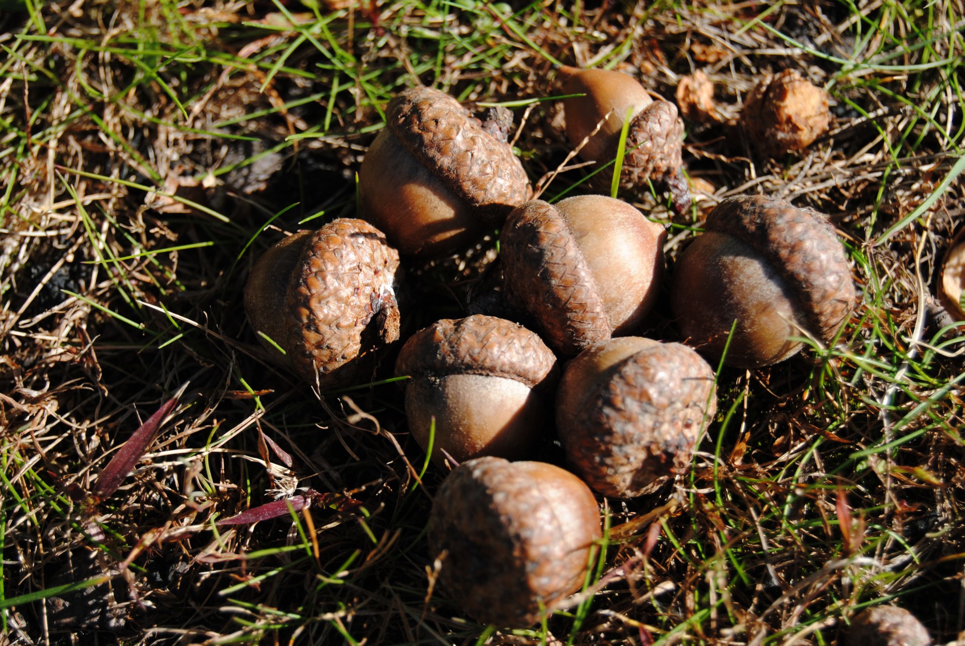 acorn tree nature free photo