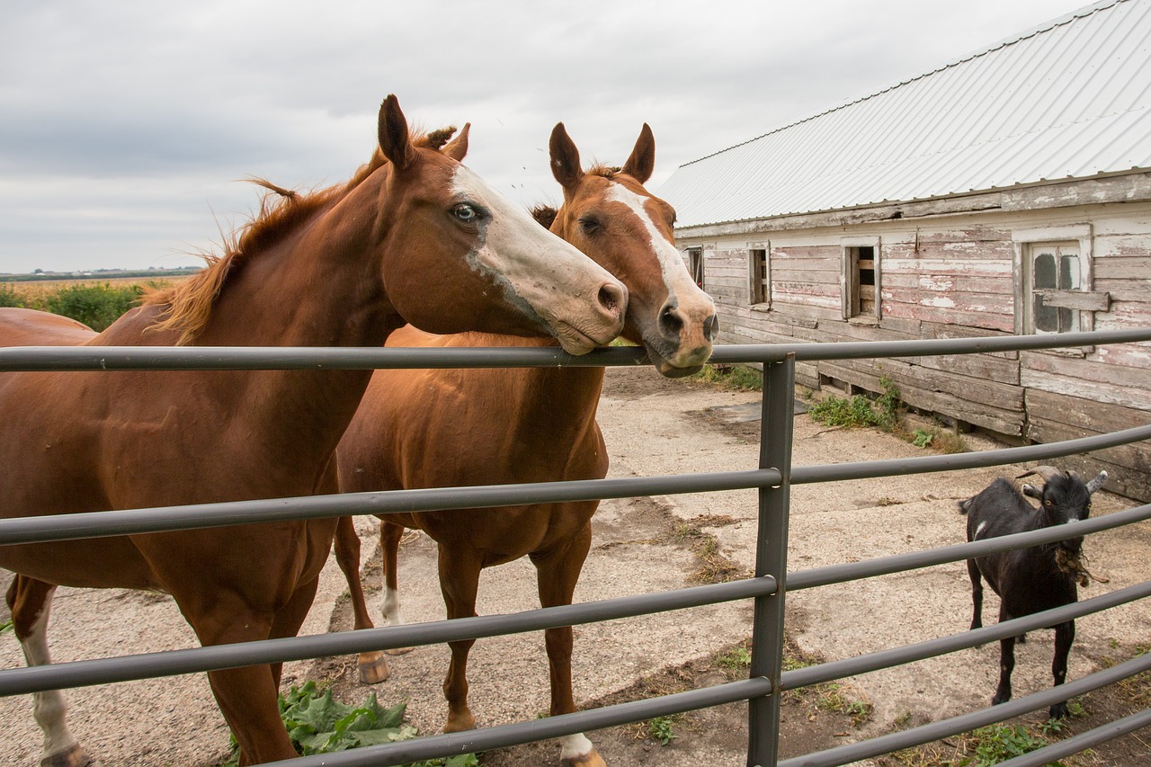 acreage live stock horses free photo