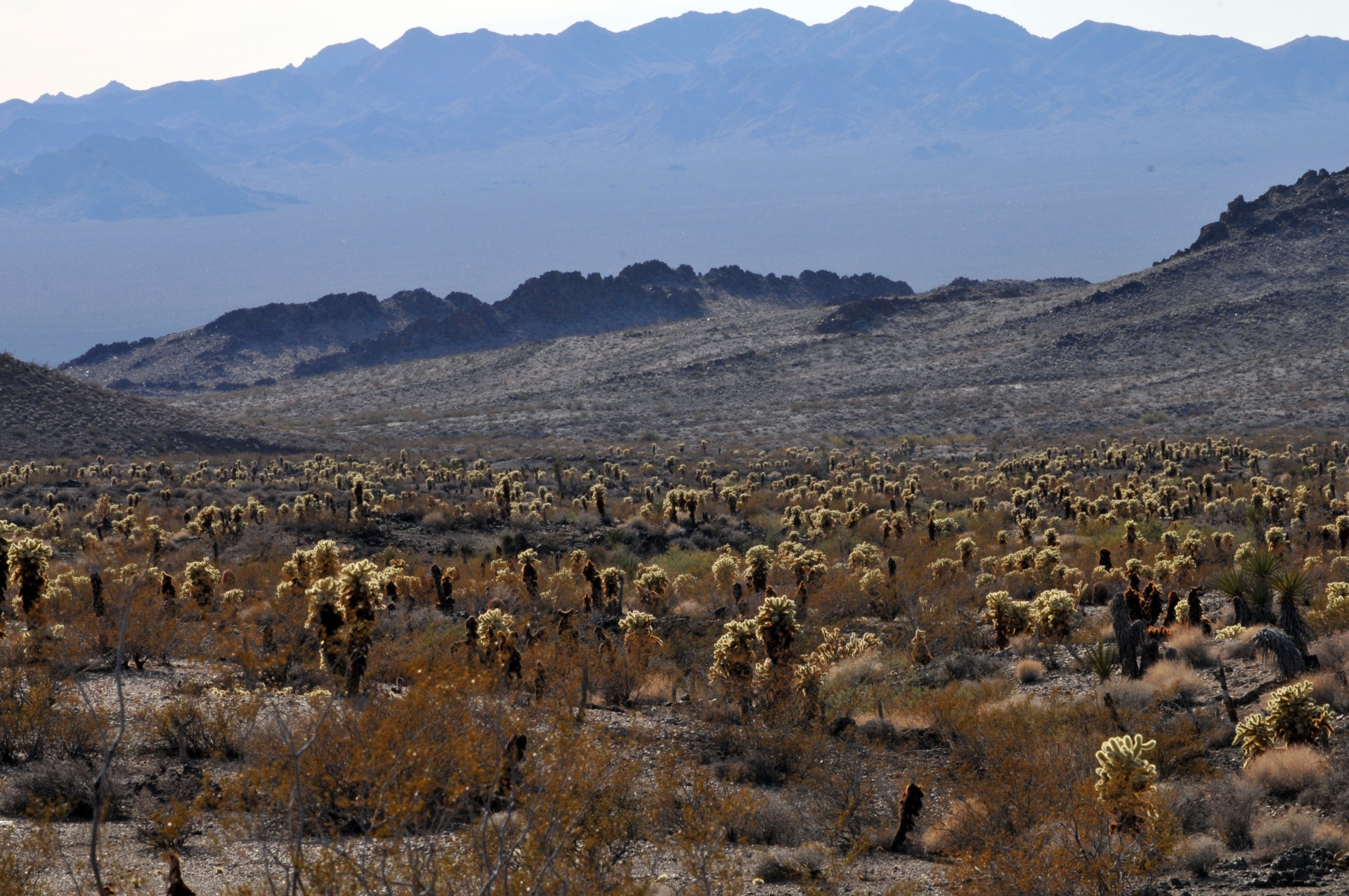desert landscape desert scape free photo