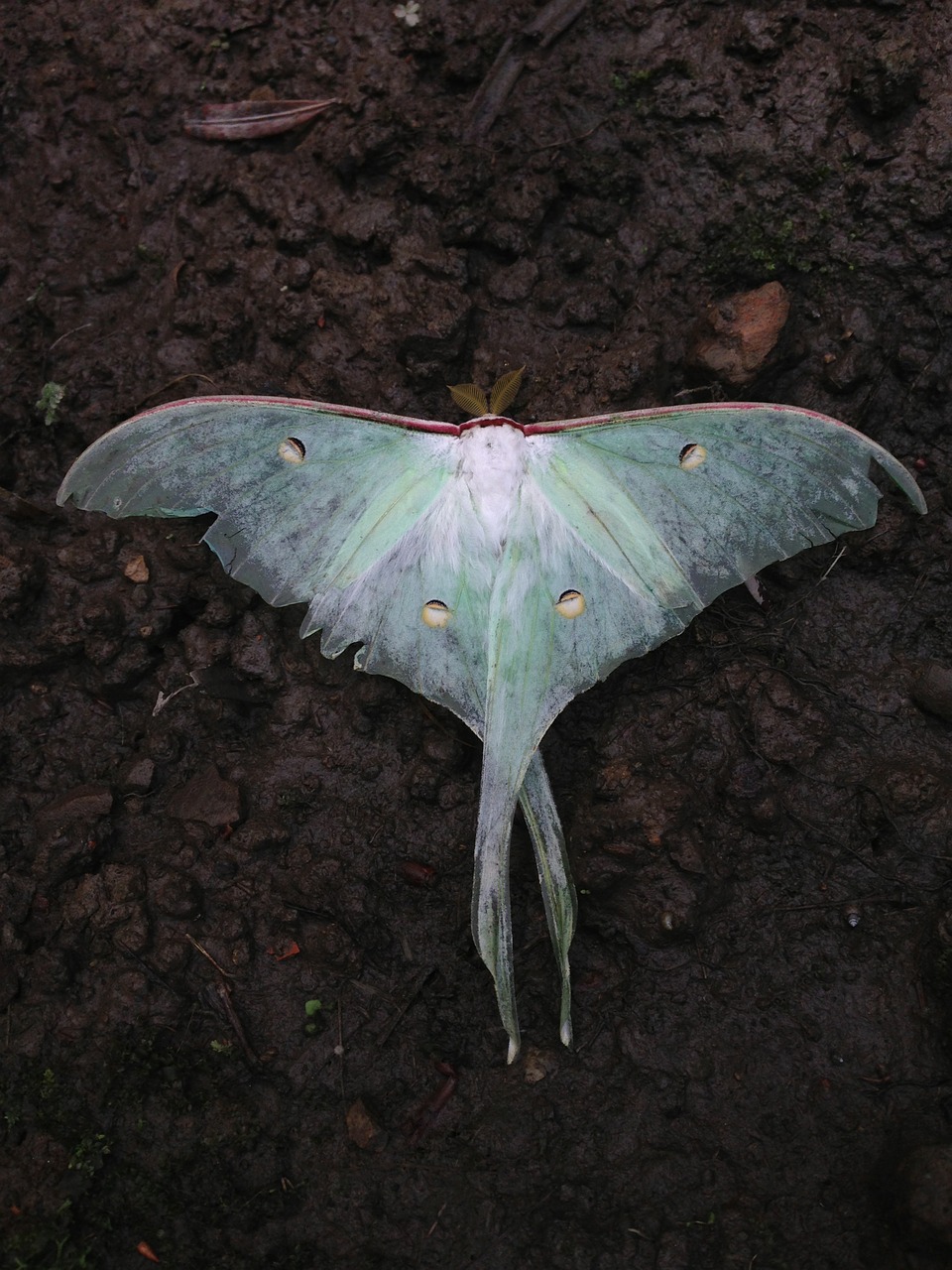 actias selene insect moths free photo