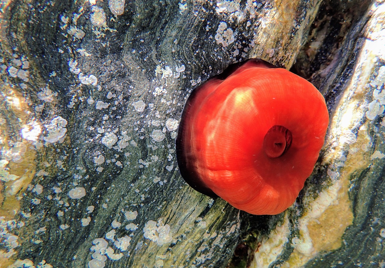 actinie red tomato of the sea sea anemone free photo