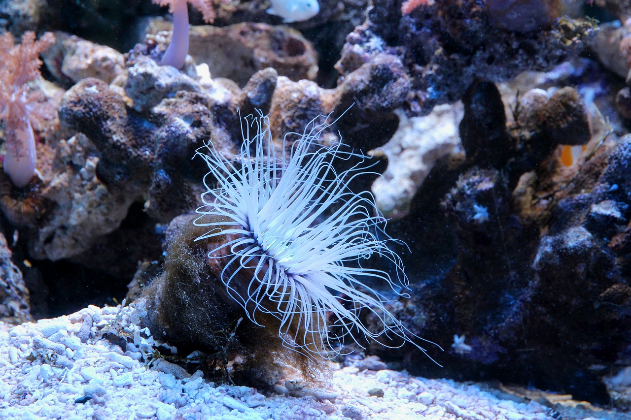 actinium  anemone  sea anemone free photo