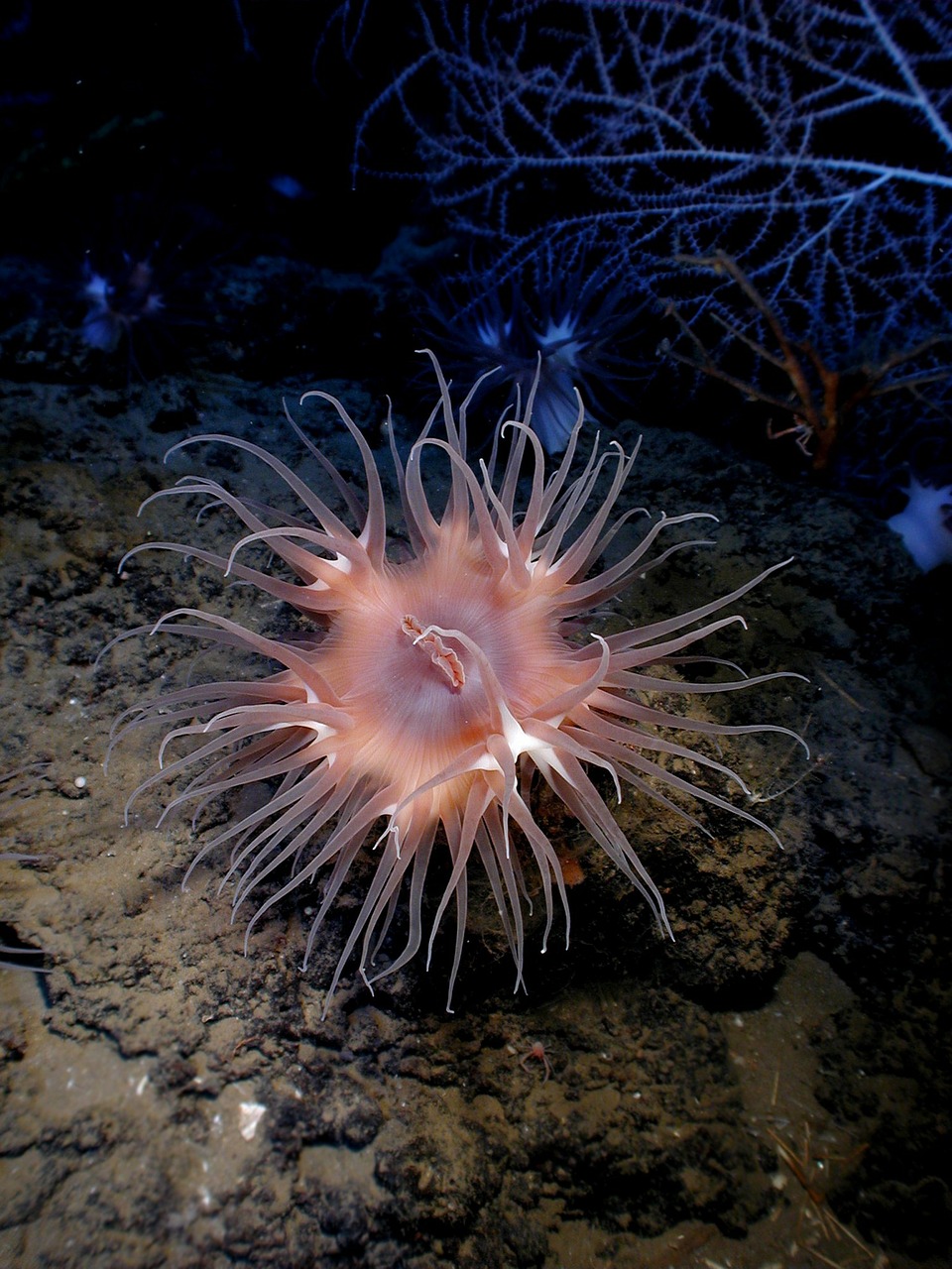 actinostola sea anemone actinostola chilensis free photo