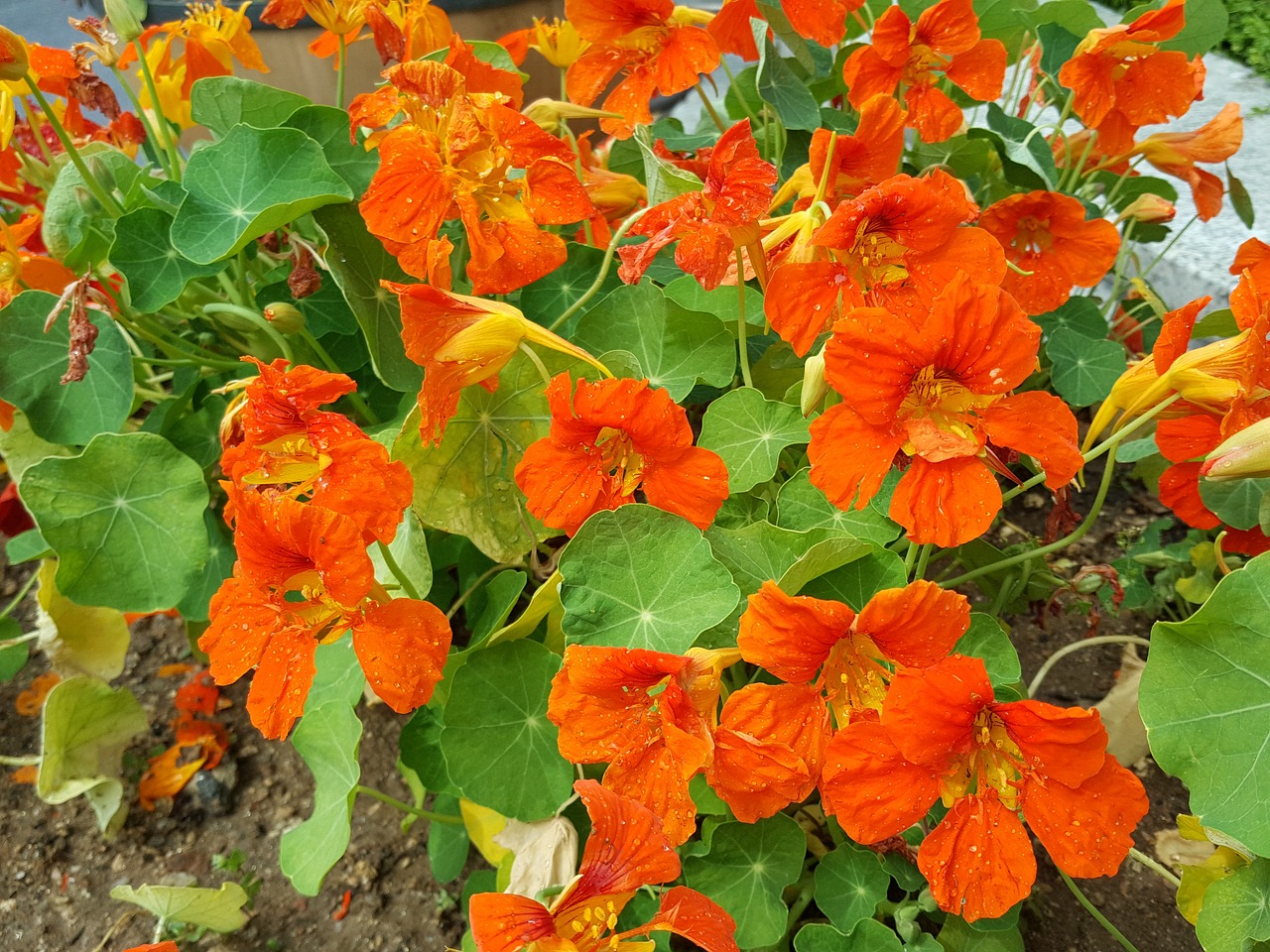active call many other flowers orange color free photo