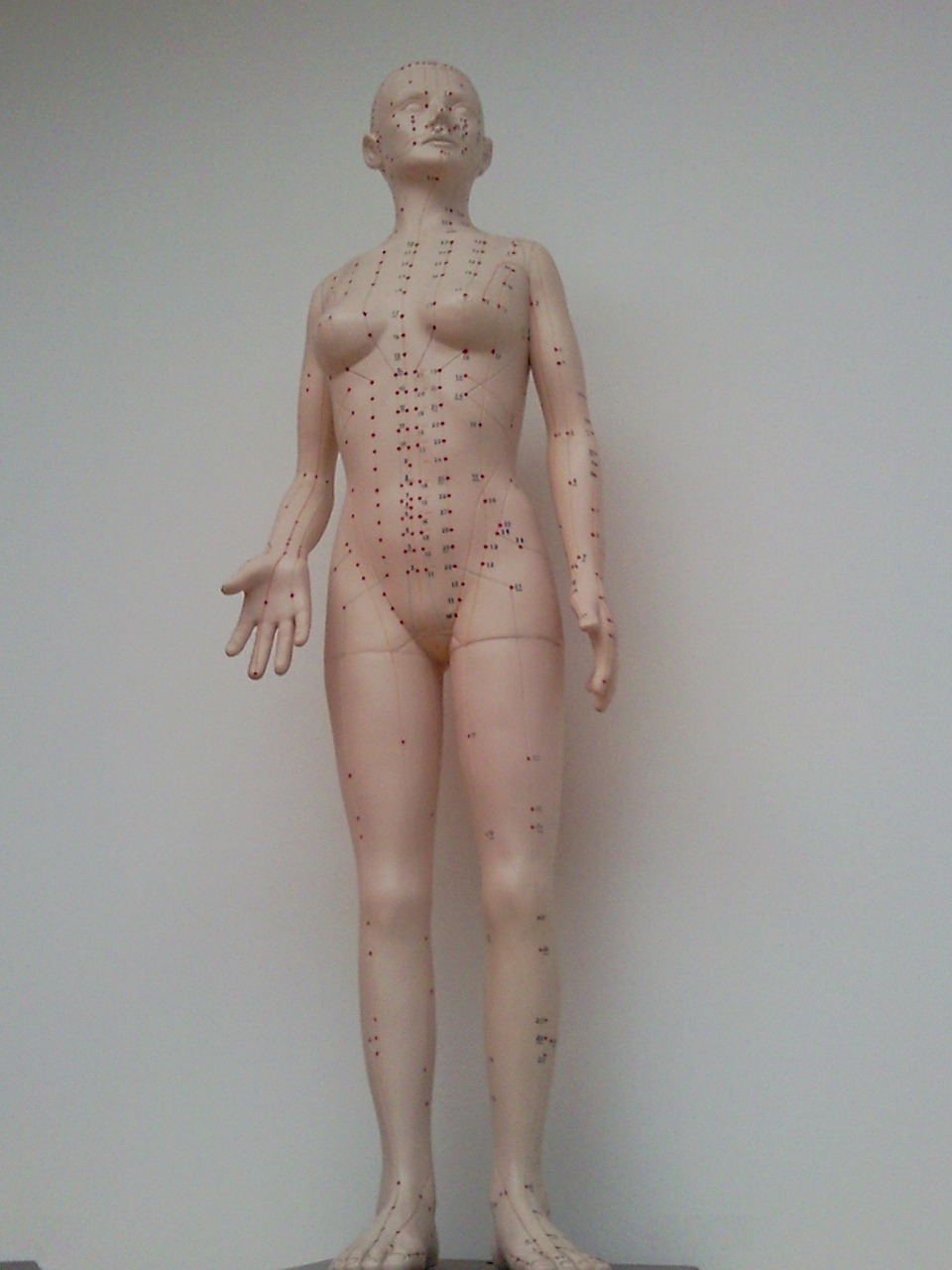acupuncture puppet model free photo