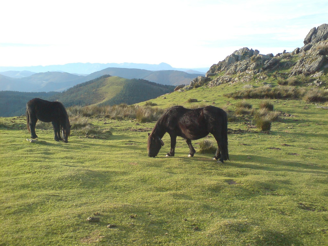 adarra landscape horses free photo