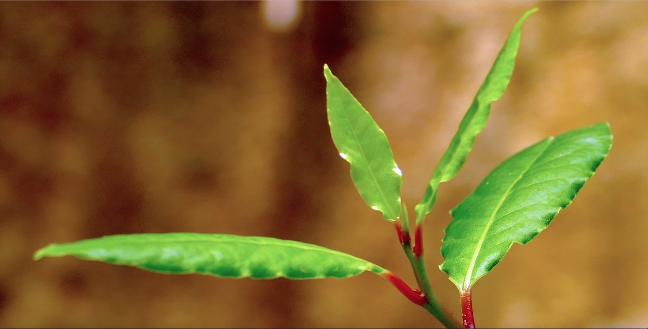 addavuru laurel sicily free photo