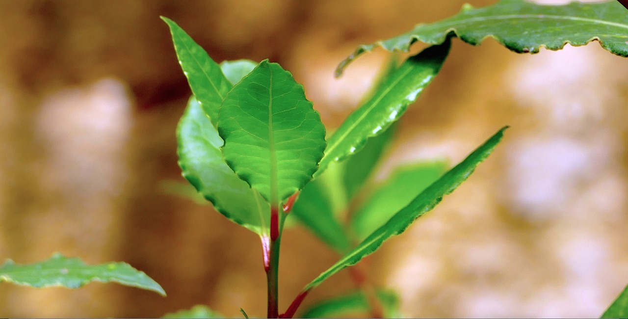 addavuru laurel sicily free photo