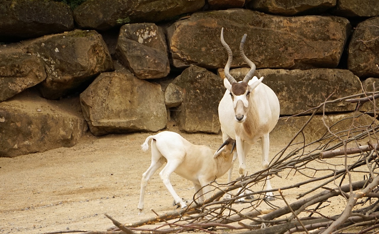 addax antelope zoo free photo