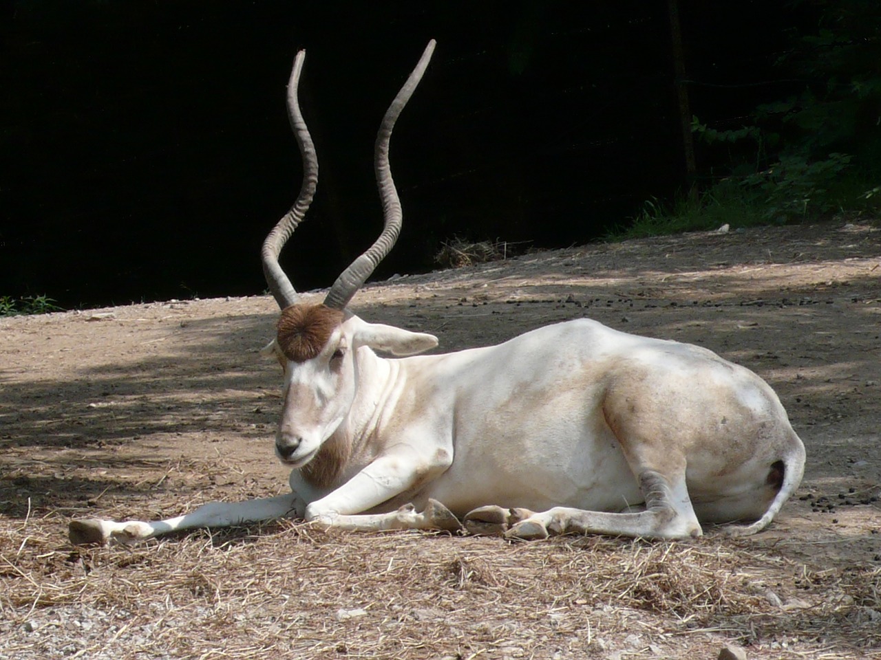 addax antelope wildlife free photo