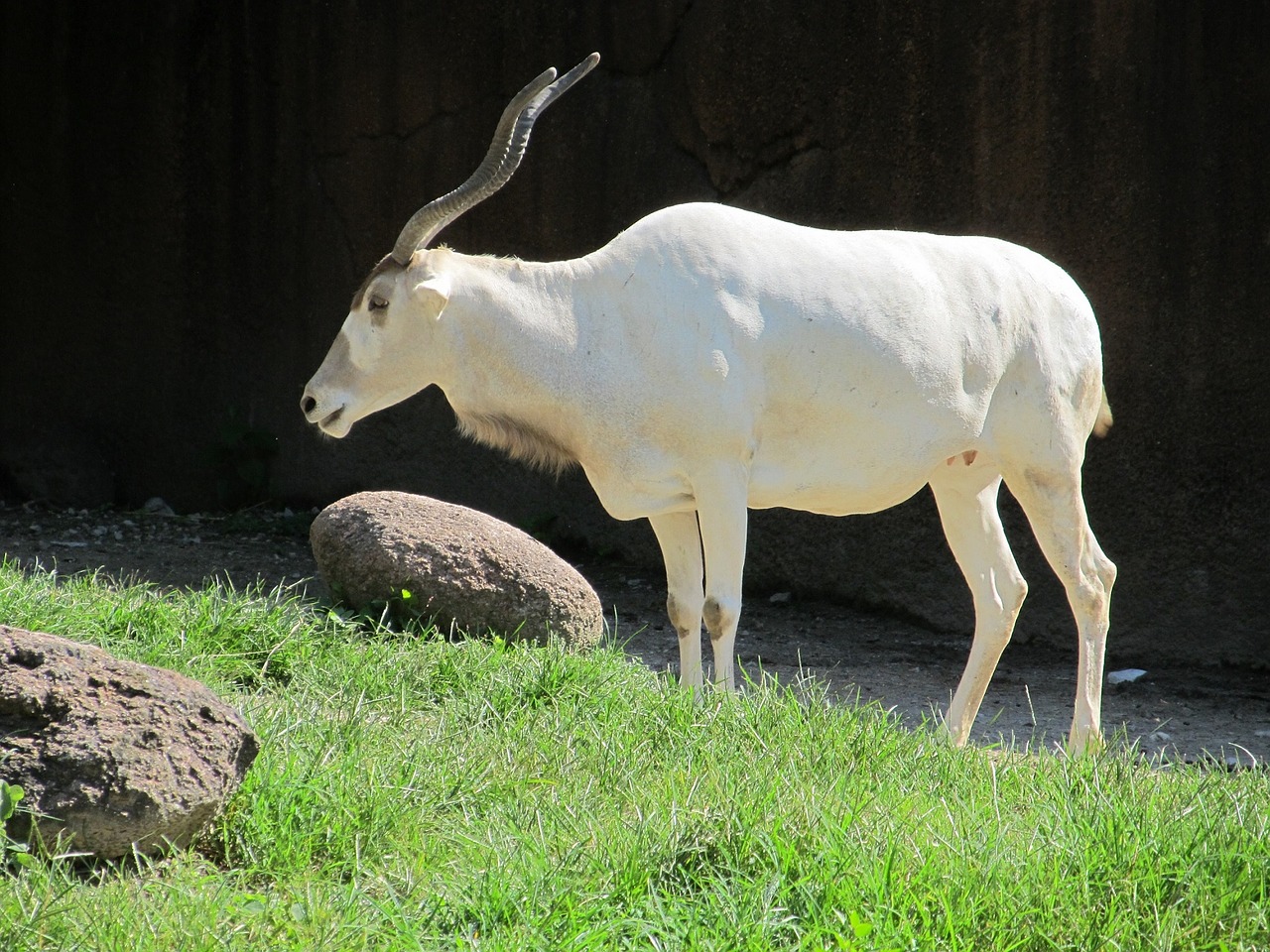 addax white antelope sahara free photo