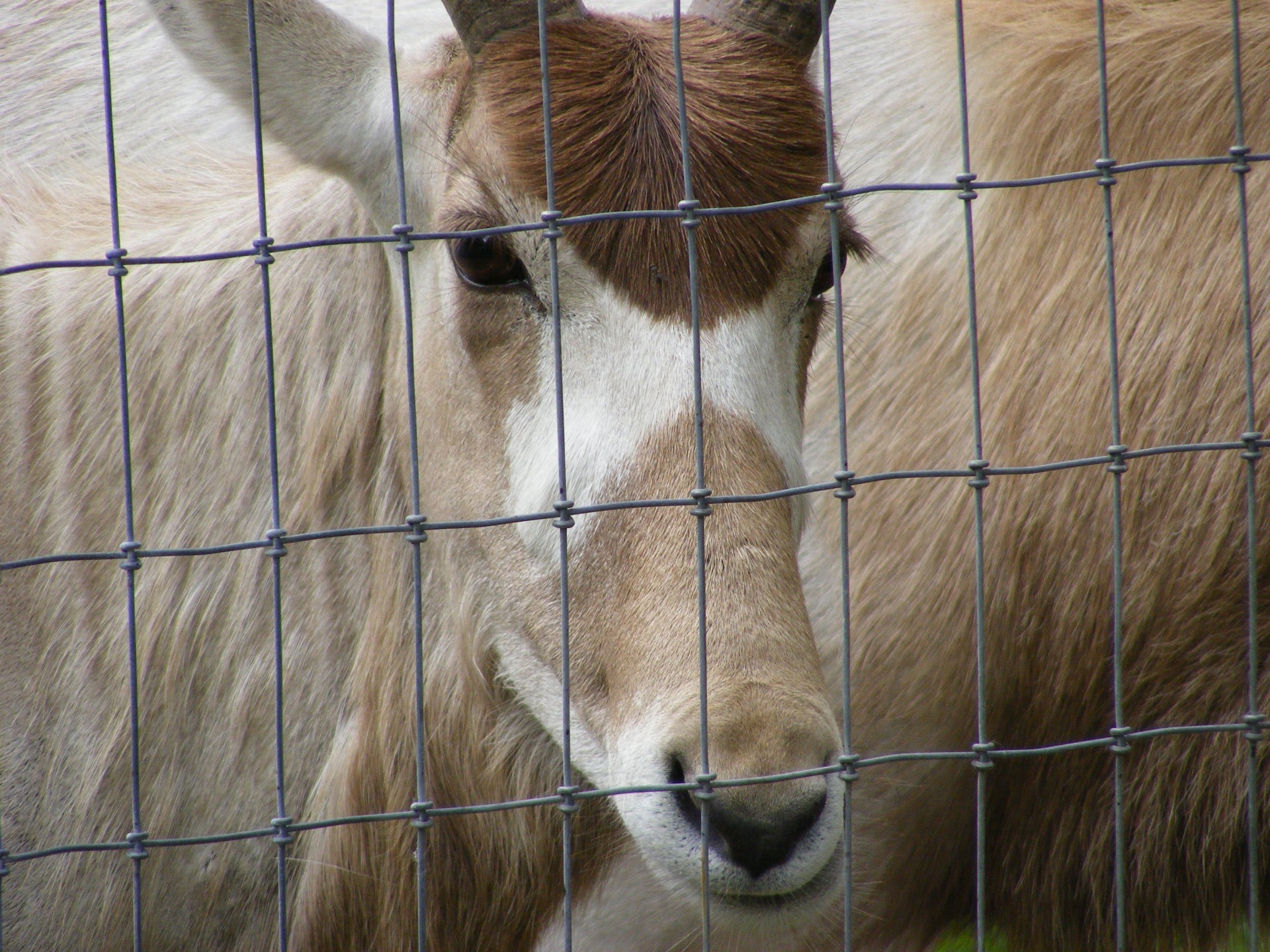 antelope addax animal free photo