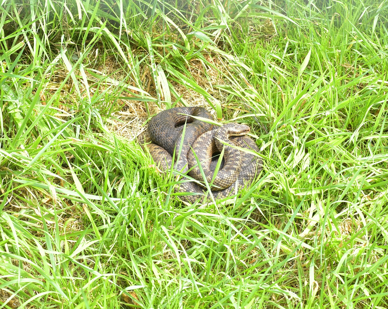 adder vipera berus snake free photo