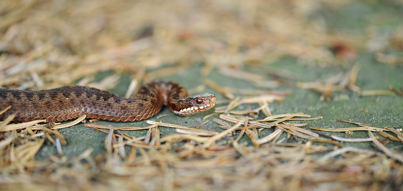 adder snake reptile free photo