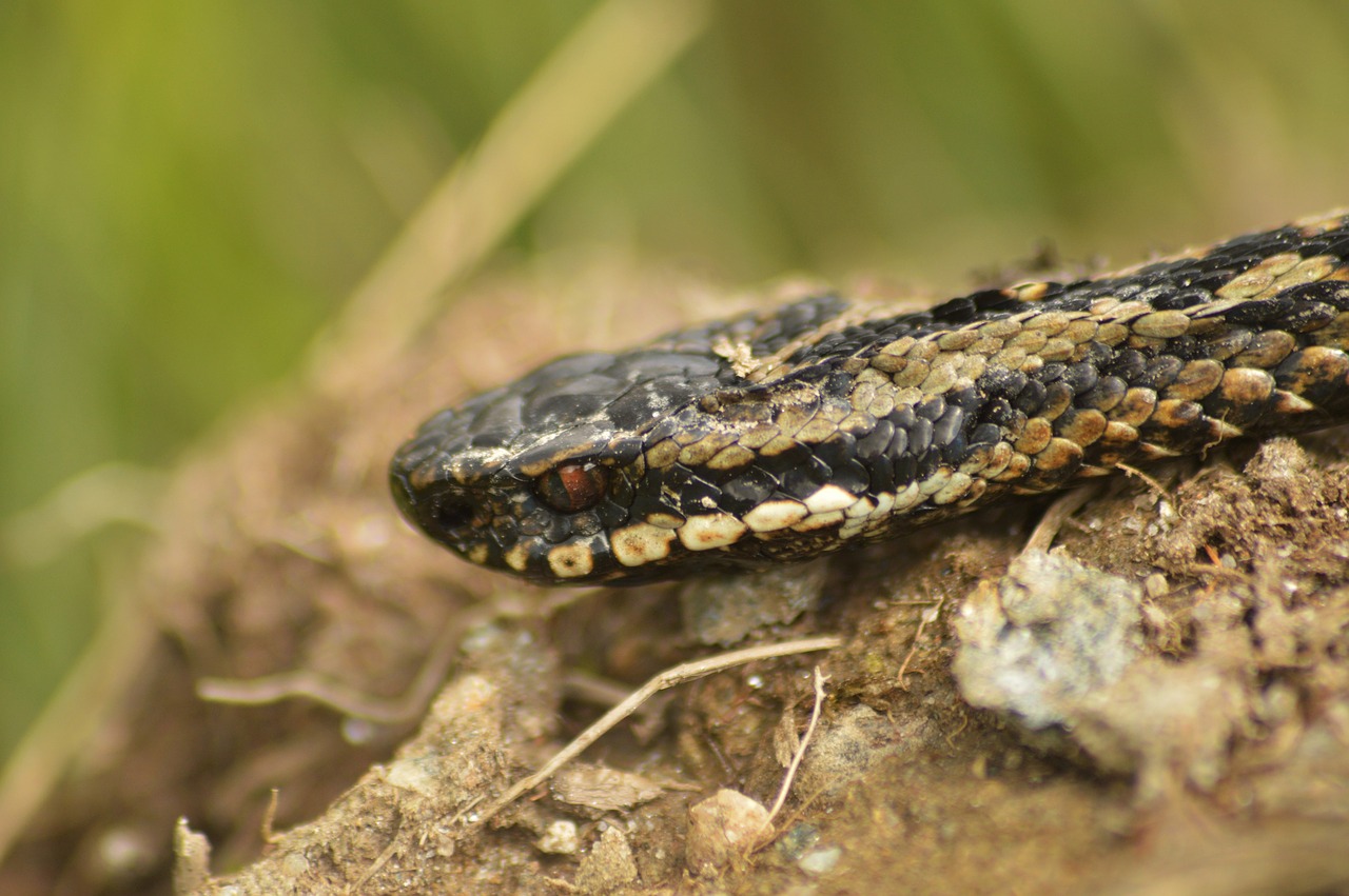 adder snake nature free photo