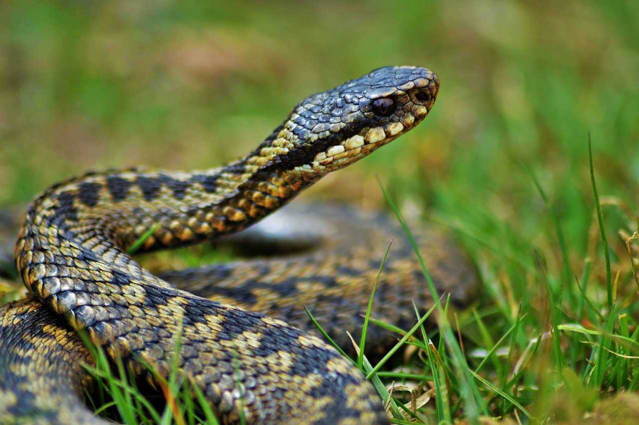 adder wildlife nature free photo