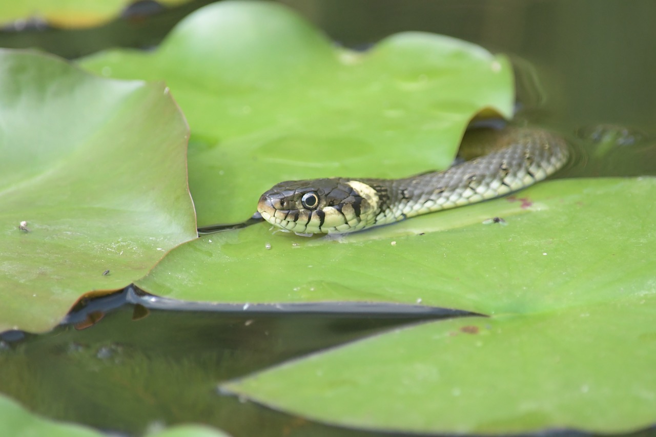 adder  snake  pond free photo