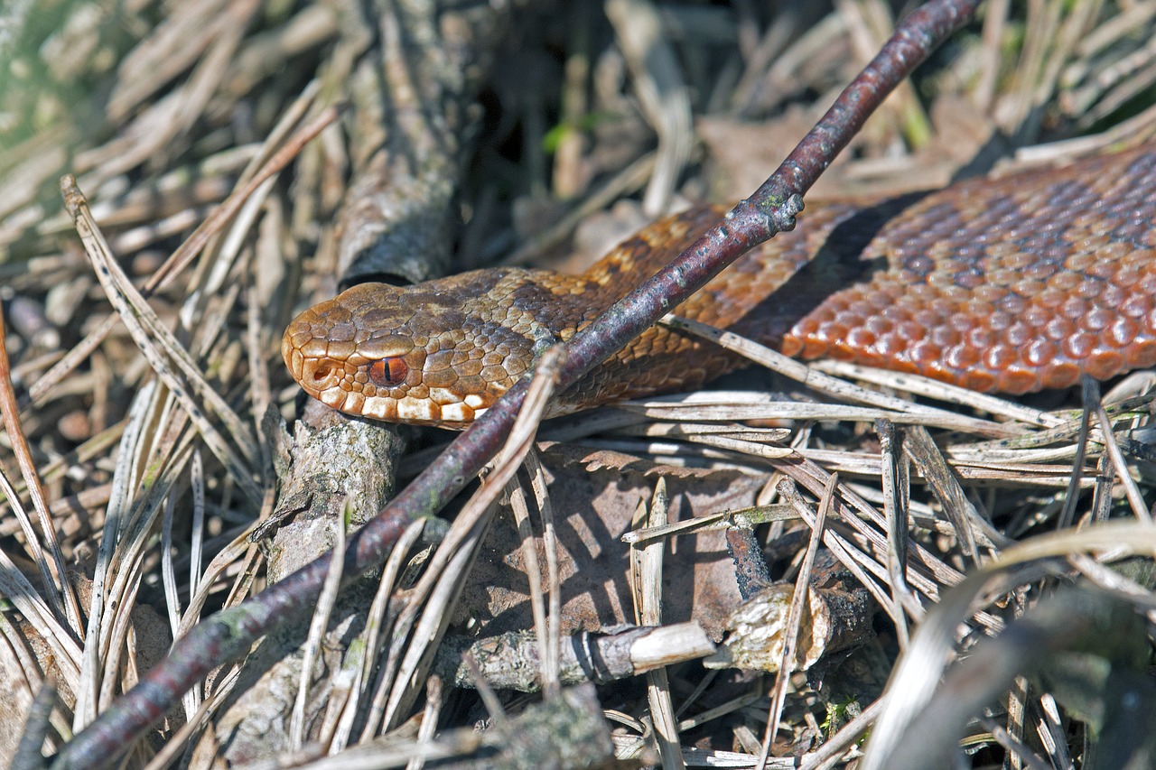 adder  snake  moor free photo